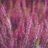 Servietten 33x33 cm - Heather