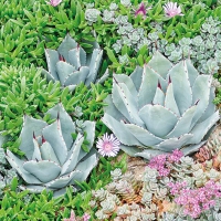 Servietten 33x33 cm - Succulent