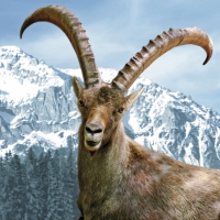 Servietten 33x33 cm - Capra Ibex