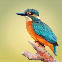 Servietten 33x33 cm - Kingfisher