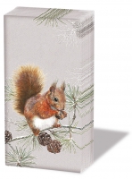 Taschentücher - Squirrel In Winter
