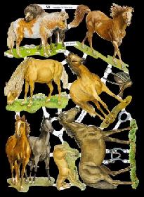 Glanzbilder - Wildpferde