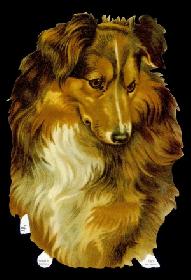 Glanzbilder - großer Colli