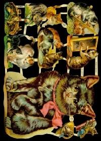 Glanzbilder - Katzen Glanzbilder - Katzen