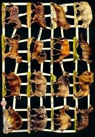 Glanzbilder - wilde Tiere