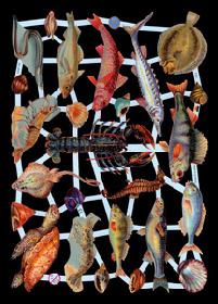 Glanzbilder - Fische