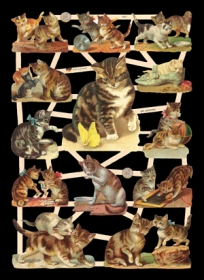 Glanzbilder - Katzen Glanzbilder - Katzen