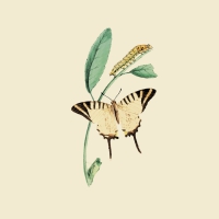 Servietten 33x33 cm - Nature Butterfly