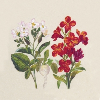 Servietten 33x33 cm - Botanical Servietten 33x33 cm - Botanical