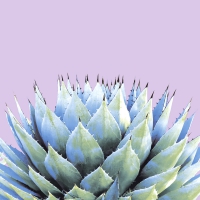 Servietten 33x33 cm - Cactus