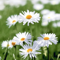 Servietten 24x24 cm - Full of daisies