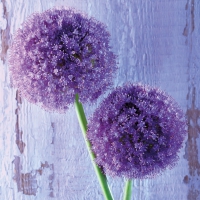 Servietten 33x33 cm - Purple Allium