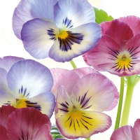 Servietten 33x33 cm - Pansies