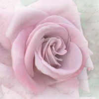 Servietten 33x33 cm - Rose Letter