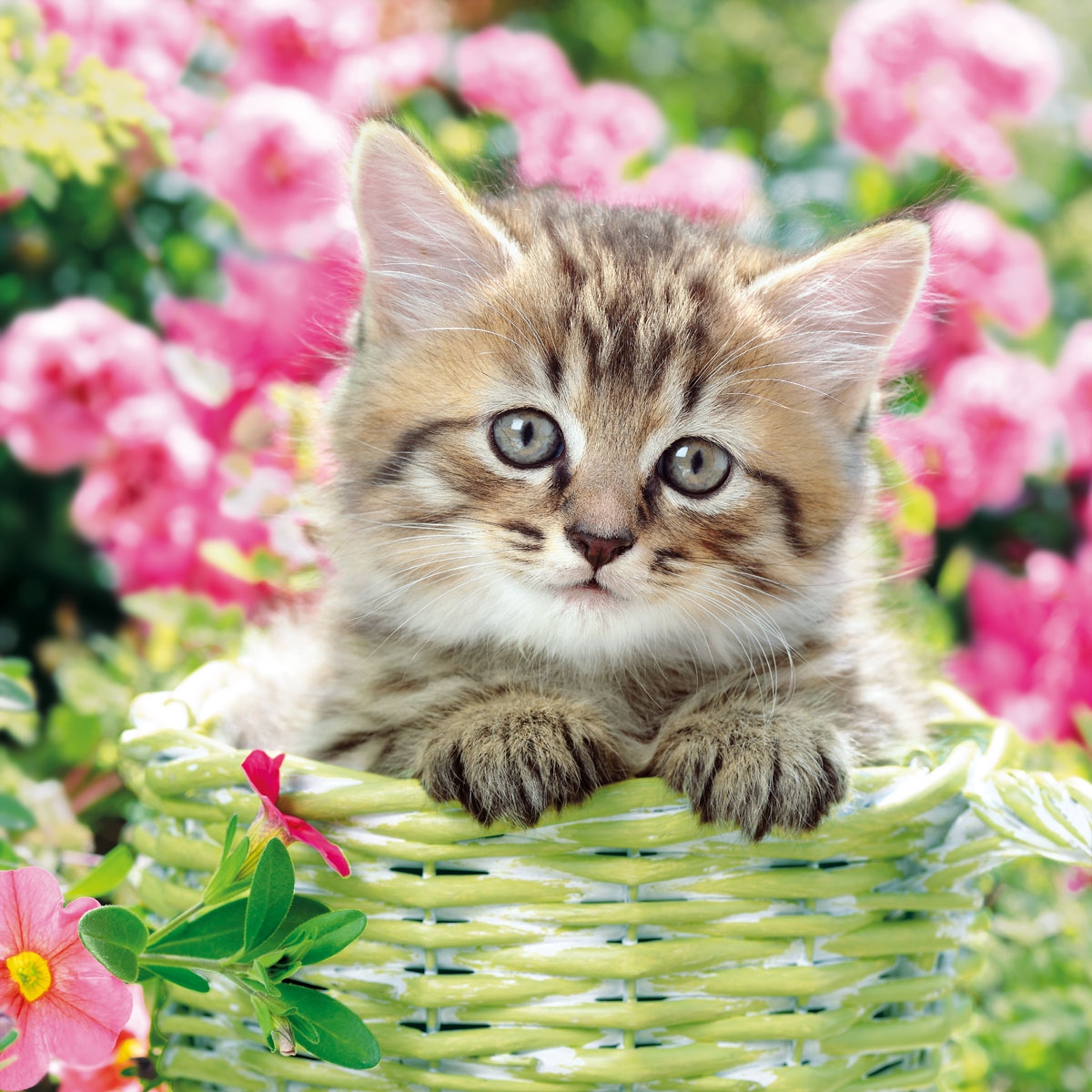 Servietten 33x33 cm - Little Molly