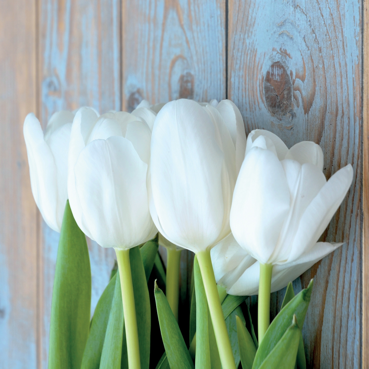 Белые тюльпаны Тиффани